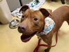 adoptable Dog in , KS named BECKETT