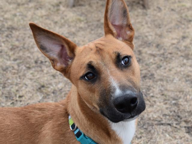 adoptable Dog in Lawrence, KS named TY