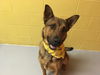 adoptable Dog in , KS named BISHOP