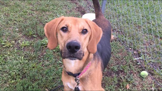 adoptable Dog in Lawrence, KS named DUSTY