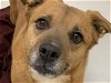 adoptable Dog in  named PIE
