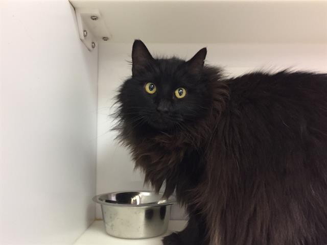 adoptable Cat in Lawrence, KS named ARMANI