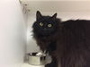 adoptable Cat in , KS named ARMANI