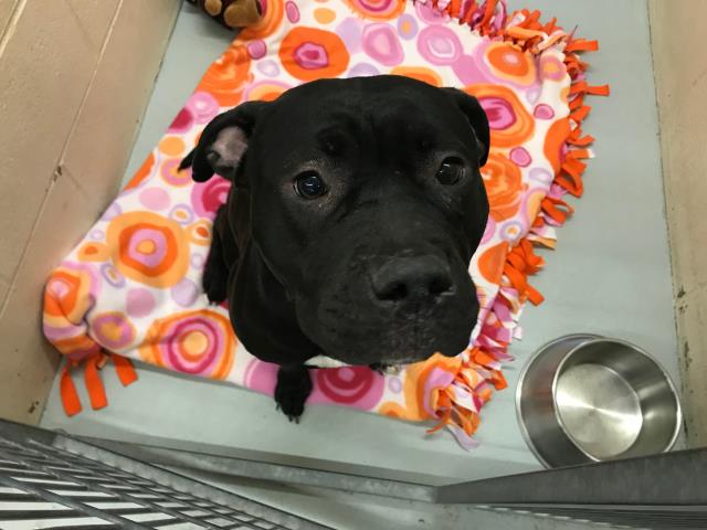 adoptable Dog in Lawrence, KS named ROSE