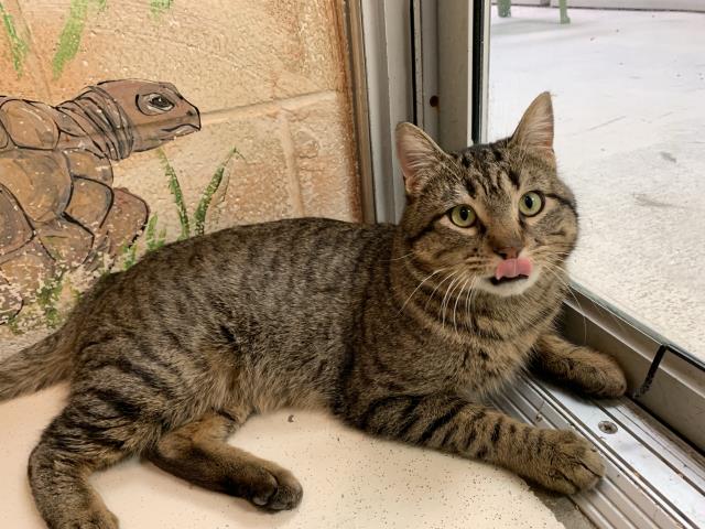 adoptable Cat in Lawrence, KS named STEVE