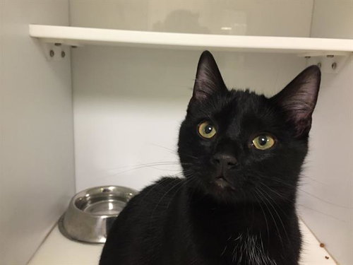TINY - Domestic Short Hair available for adoption