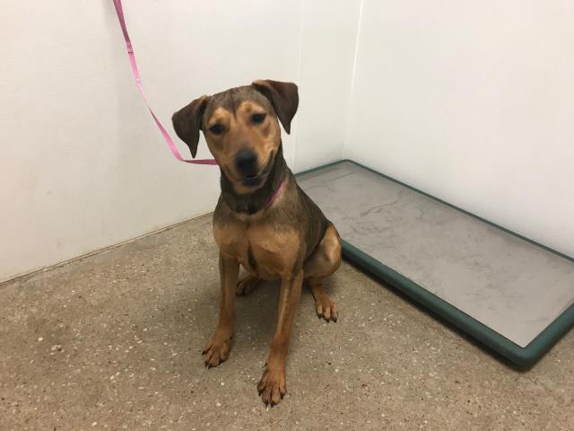 adoptable Dog in Lawrence, KS named ARIANNA