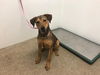 adoptable Dog in Lawrence, KS named ARIANNA