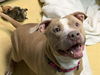 adoptable Dog in , KS named ATHENA