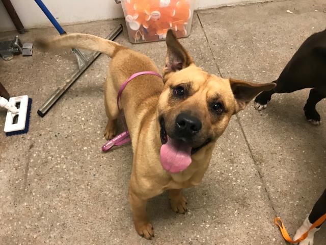 adoptable Dog in Lawrence, KS named CARSON