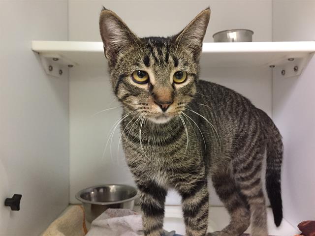 adoptable Cat in Lawrence, KS named BOB