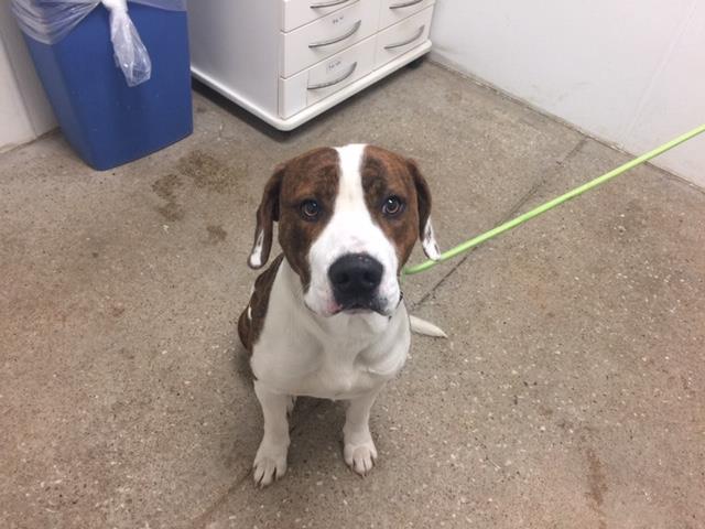 adoptable Dog in Lawrence, KS named JOSH