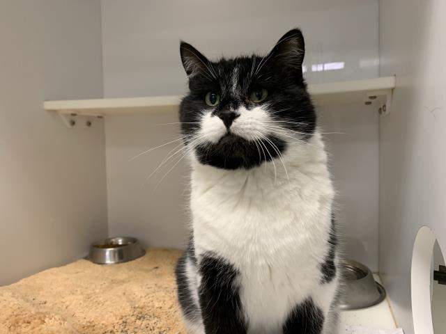 adoptable Cat in Lawrence, KS named BANDIT