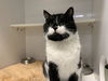 adoptable Cat in , KS named BANDIT