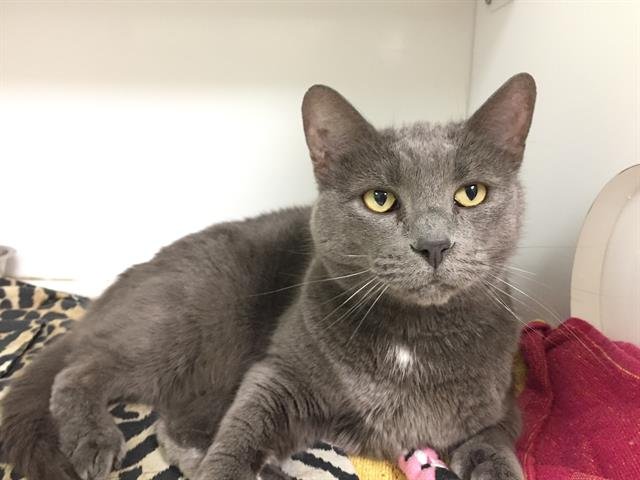 adoptable Cat in Lawrence, KS named TOES