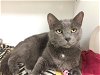 adoptable Cat in lawrence, KS named TOES