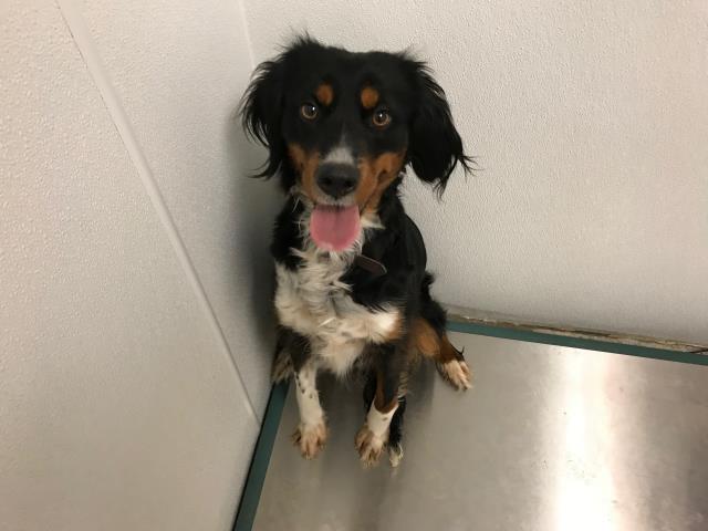 adoptable Dog in Lawrence, KS named LOVE