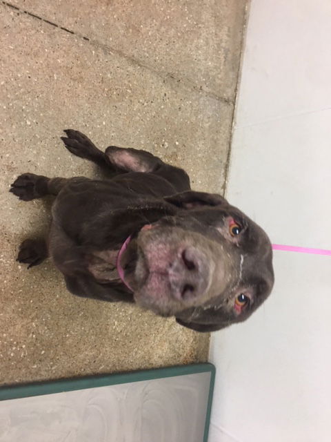 adoptable Dog in Lawrence, KS named CHANCE