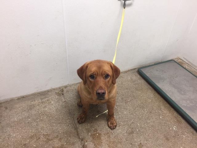 adoptable Dog in Lawrence, KS named DENVER