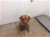 adoptable Dog in lawrence, KS named DENVER