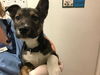 adoptable Dog in , KS named BLUE