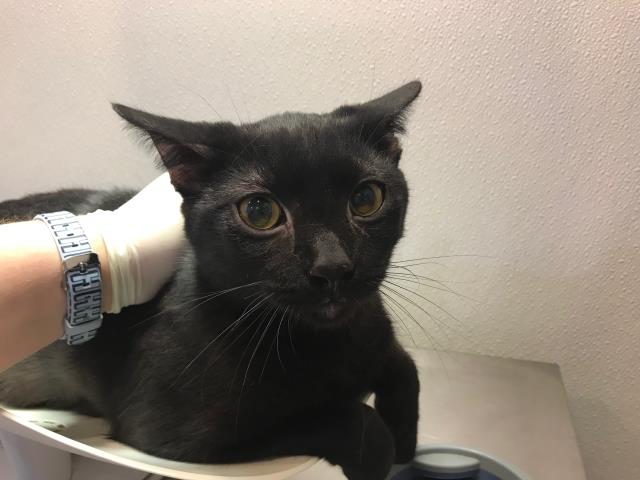 adoptable Cat in Lawrence, KS named OWEN