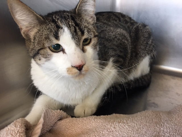 adoptable Cat in Lawrence, KS named BROCK