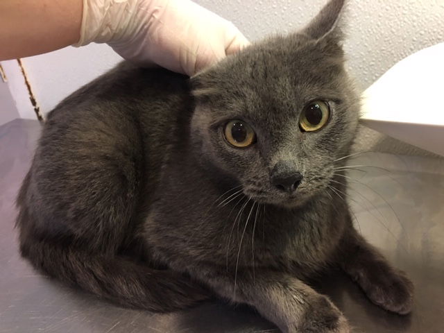 adoptable Cat in Lawrence, KS named SIMONE