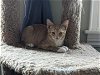 adoptable Cat in seven valleys, PA named Tony Stark