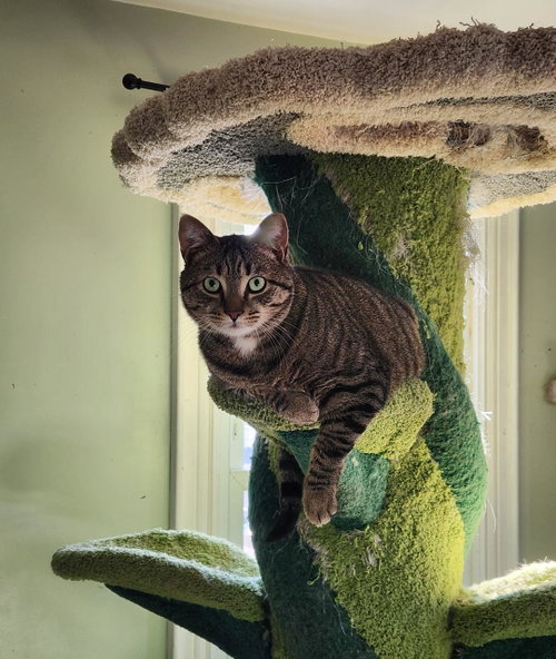 Squeaks, an adoptable Domestic Short Hair in Seven Valleys, PA