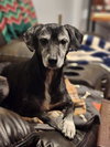 Chickie - Photo 2
