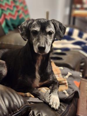 CHICKIE - Beagle available for adoption
