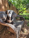 Chickie - Photo 1