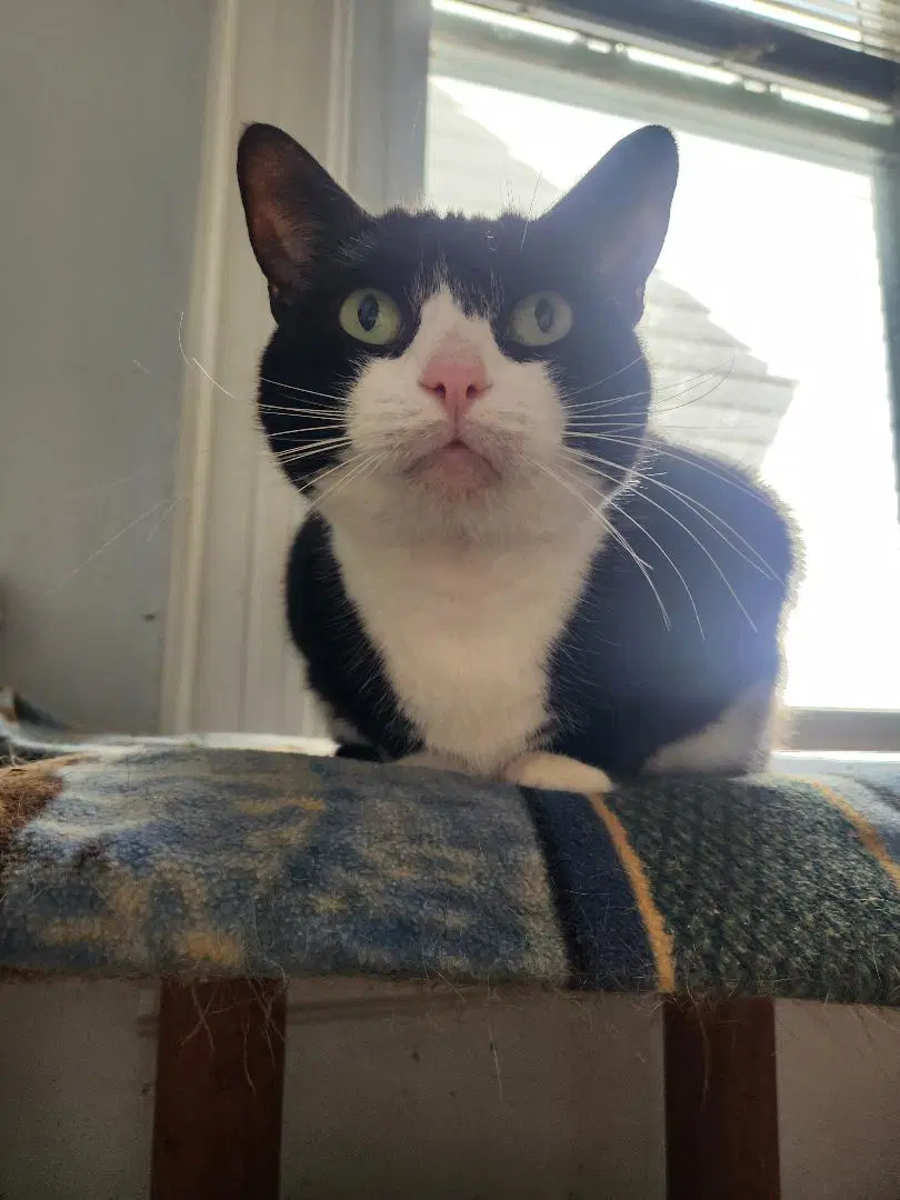 Panda - Domestic Short Hair