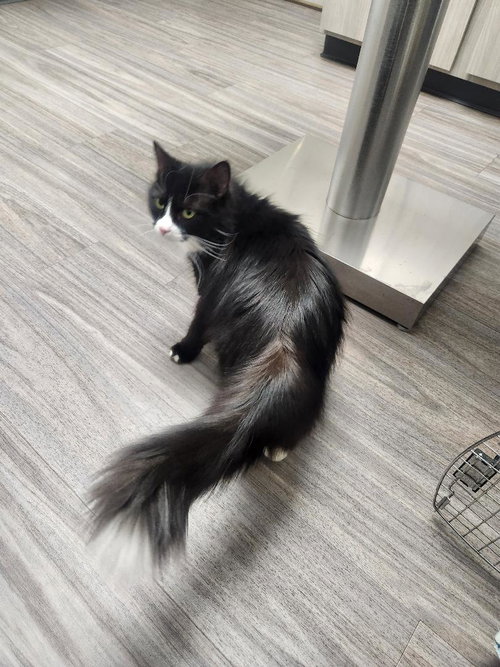 MYSTIC - Domestic Medium Hair available for adoption
