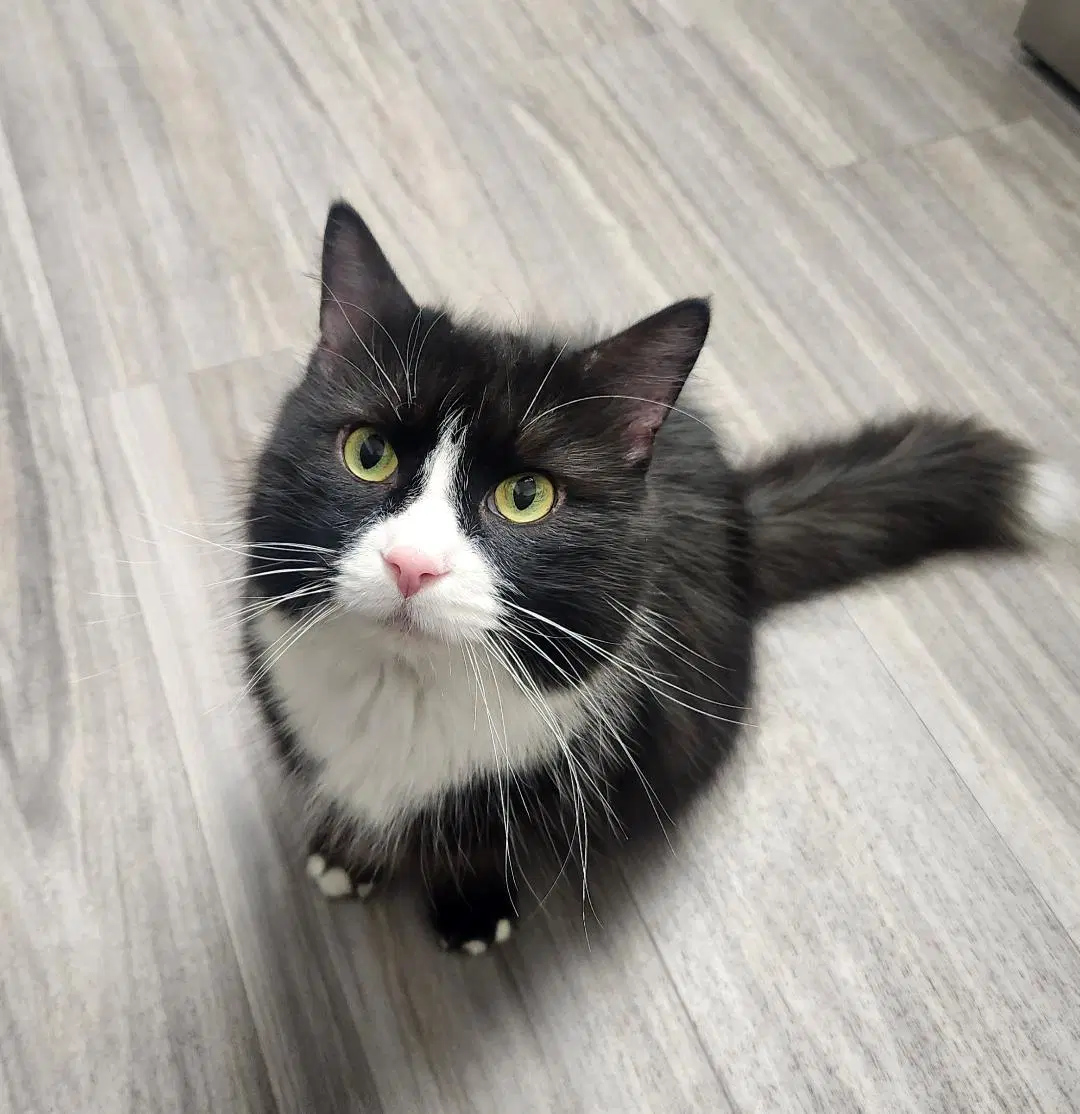 Mystic - Domestic Medium Hair