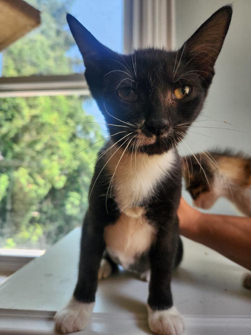 adoptable Cat in Seven Valleys, PA named Boo