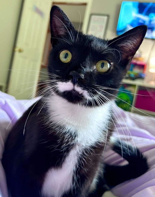 picture of the cat needing adoption
