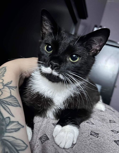 POE - Domestic Short Hair available for adoption