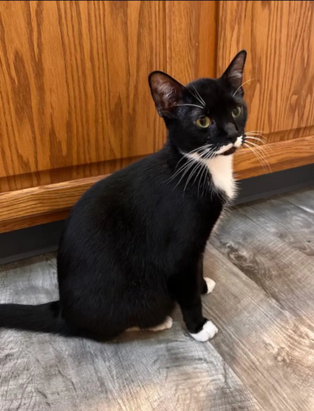 Olaf - Domestic Short Hair