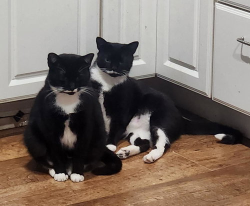 OLAF - Domestic Short Hair available for adoption