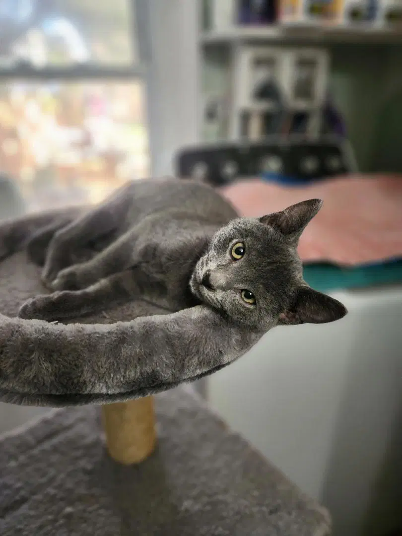 Ash - Domestic Short Hair