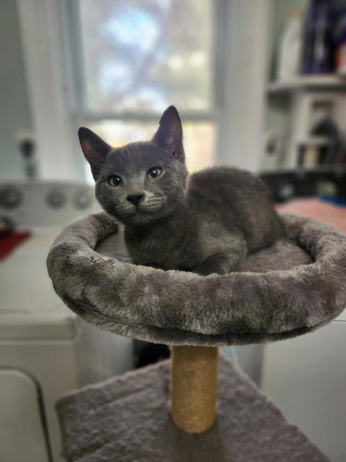 ASH - Domestic Short Hair available for adoption