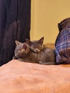Cinders - Photo 2