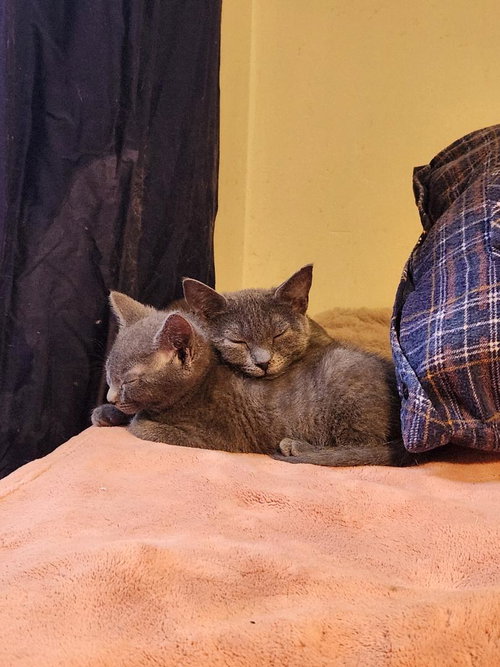 CINDERS - Domestic Short Hair available for adoption