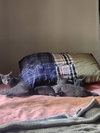 Cinders - Photo 4