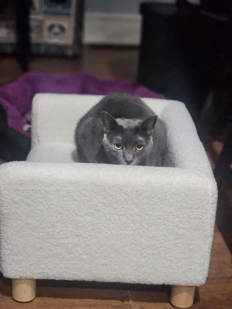 Cinders - Domestic Short Hair