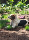 adoptable Dog in  named Beatrice