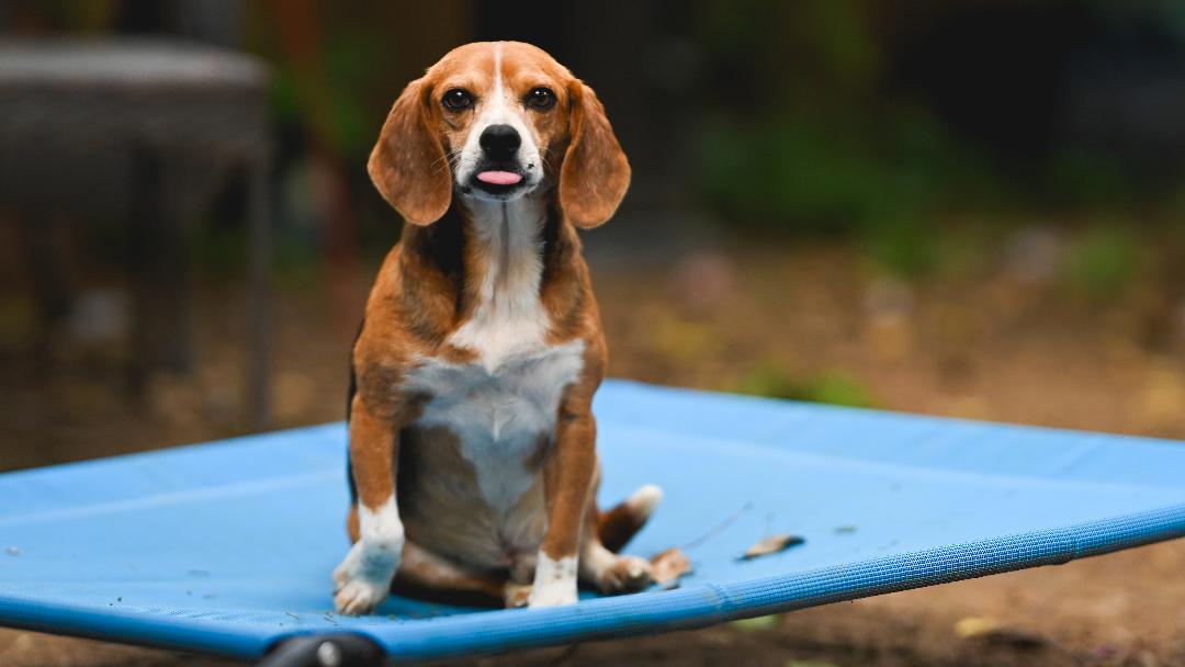 adoptable Dog in Seven Valleys, PA named Bowden