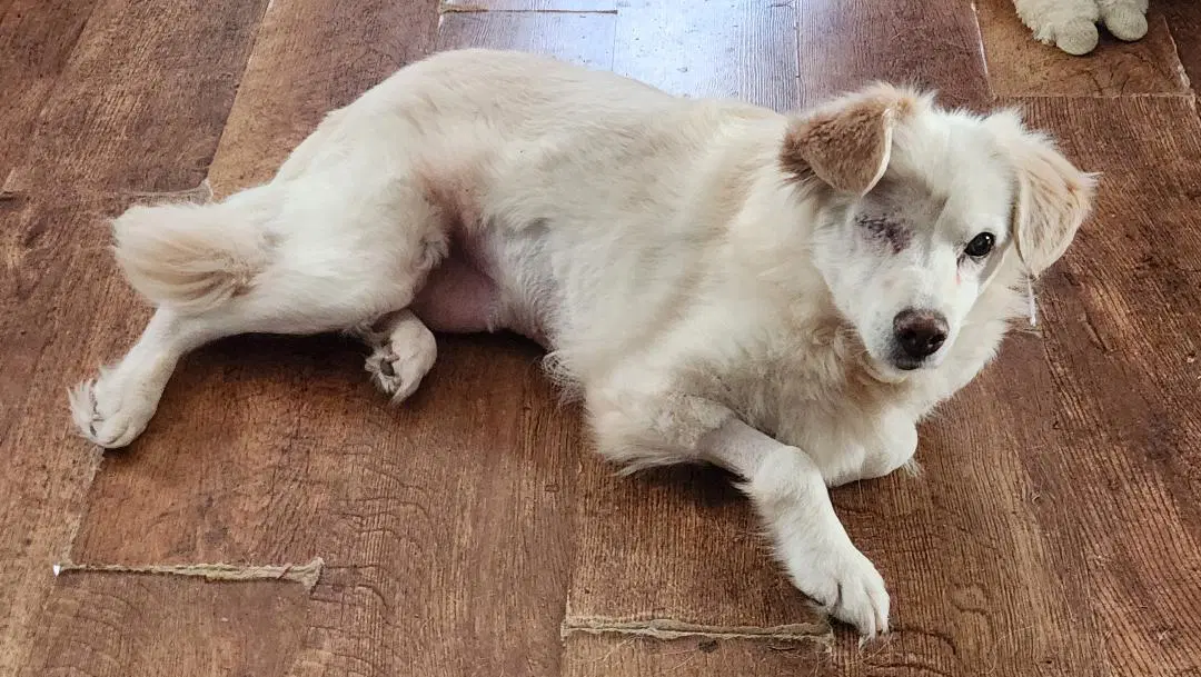 Sadie - Golden Retriever Mix
